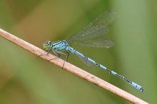 Speer-Azurjungfer (Coenagrion hastulatum)