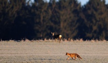 Rotfuchs (Vulpes vulpes) Wildlife