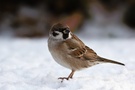 Feldsperling (Passer montanus) im Schnee