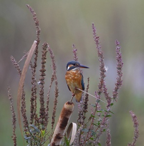 Herbstlicher Eisvogel