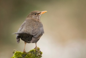 Amsel Weibchen