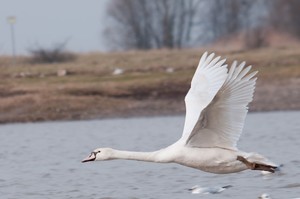 Flugstudie Schwan