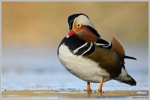 Mandarinente (Aix galericulata)