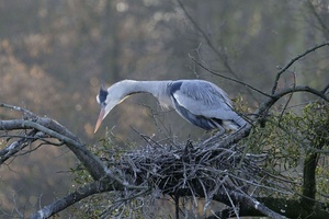 Balzender Graureiher