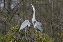 Graureiher Ardea cinerea