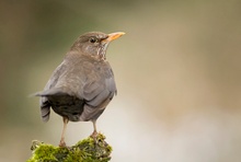 Amsel Weibchen 2