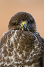 Strenger Blick