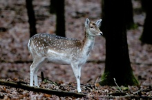 Im Wald