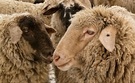 Kaltes Schaf