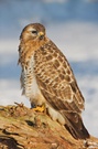 Mäusebussard (Buteo buteo)