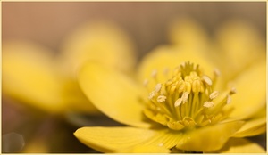 Winterlinge, Eranthis hyemalis