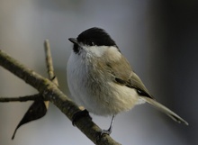Weidenmeise  ( Poecile montana )