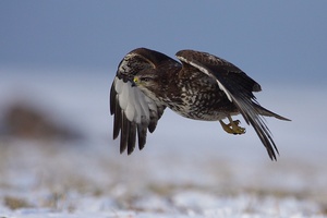 Mäusebussard im Winter