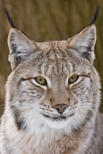 Luchs-Portrait