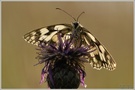 Schachbrettfalter (Melanargia galathea)