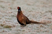 Fasanenhahn (Phasianus colchicus)