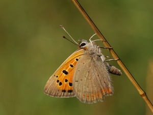 Kleiner Feuerfalter (Lycaena phlaeas)