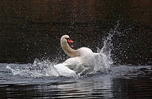 Schwan