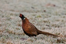 Fasanenhahn (Phasianus colchicus) II