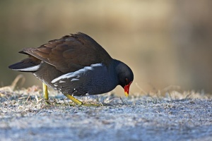 Teichhuhn