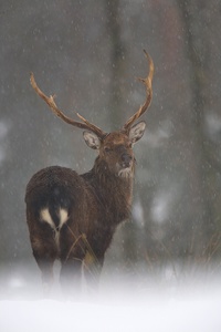 Sikahirsch im Schneetreiben