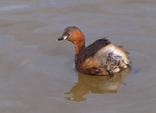 Zwergtaucher (Tachybaptus Ruficollis)