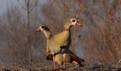 Nilgänse die Zweite