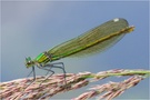 Gebänderte Pracht libelle
