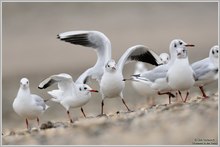 Lachmöwe (Larus ridibundus)