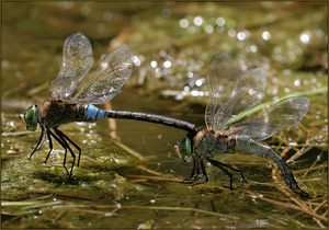 Kleine Königslibelle