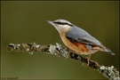 ~ An der Futterstelle~ Kleiber (Sitta europaea)