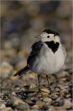 Motacilla alba...