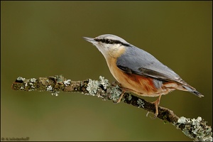 ~ An der Futterstelle~ Kleiber (Sitta europaea)