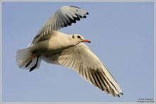 Lachmöwe (Larus ridibundus)