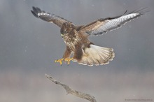 Bussard beim Landeanflug