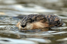 Bisamratte (Ondatra zibethicus)