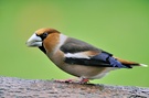 Kernbeisser