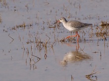 Dunkler Wasserläufer im Schlichtkleid (Tringa Erythropus)