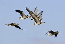 Bleßgänse in Ostfriesland