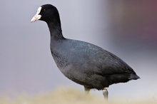 Blässralle (Fulica atra)