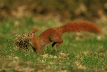 Eichhörnchen mit Baumaterial (2. Variante)