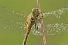 Grosse Heidelibelle (Sympetrum striolatum)