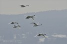 Abendflug