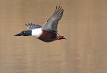 Löffelente im Flug... (Anas Clypeata)