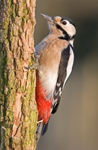 Buntspecht (Dendrocopos major) beim Sonnenbad