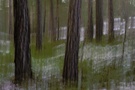 mein erster Waldwischer...
