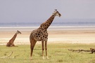 Giraffen am Manayara Lake