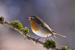 Rotkehlchen (Erithacus rubecula)