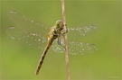 Grosse Heidelibelle (Sympetrum striolatum) - ganz drauf