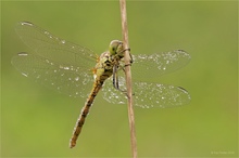 Grosse Heidelibelle (Sympetrum striolatum) - ganz drauf